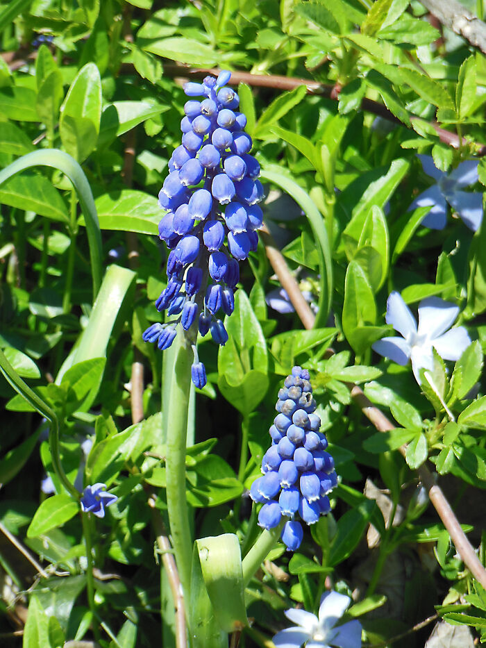 Grape Hyacinths