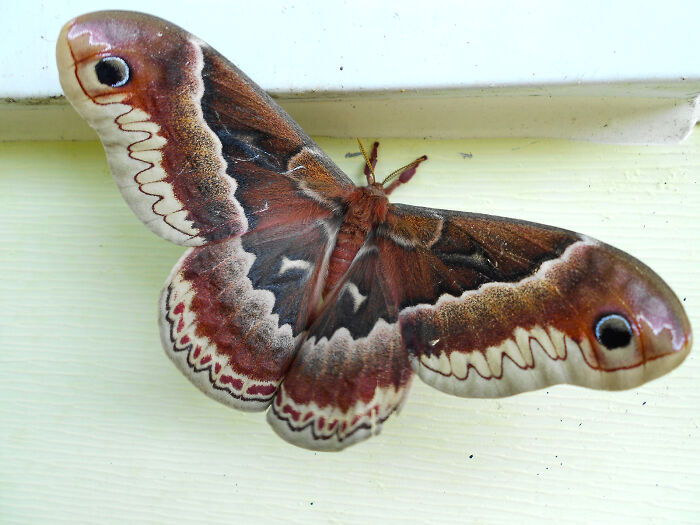 Promethea Moth, Ohio, July 2015