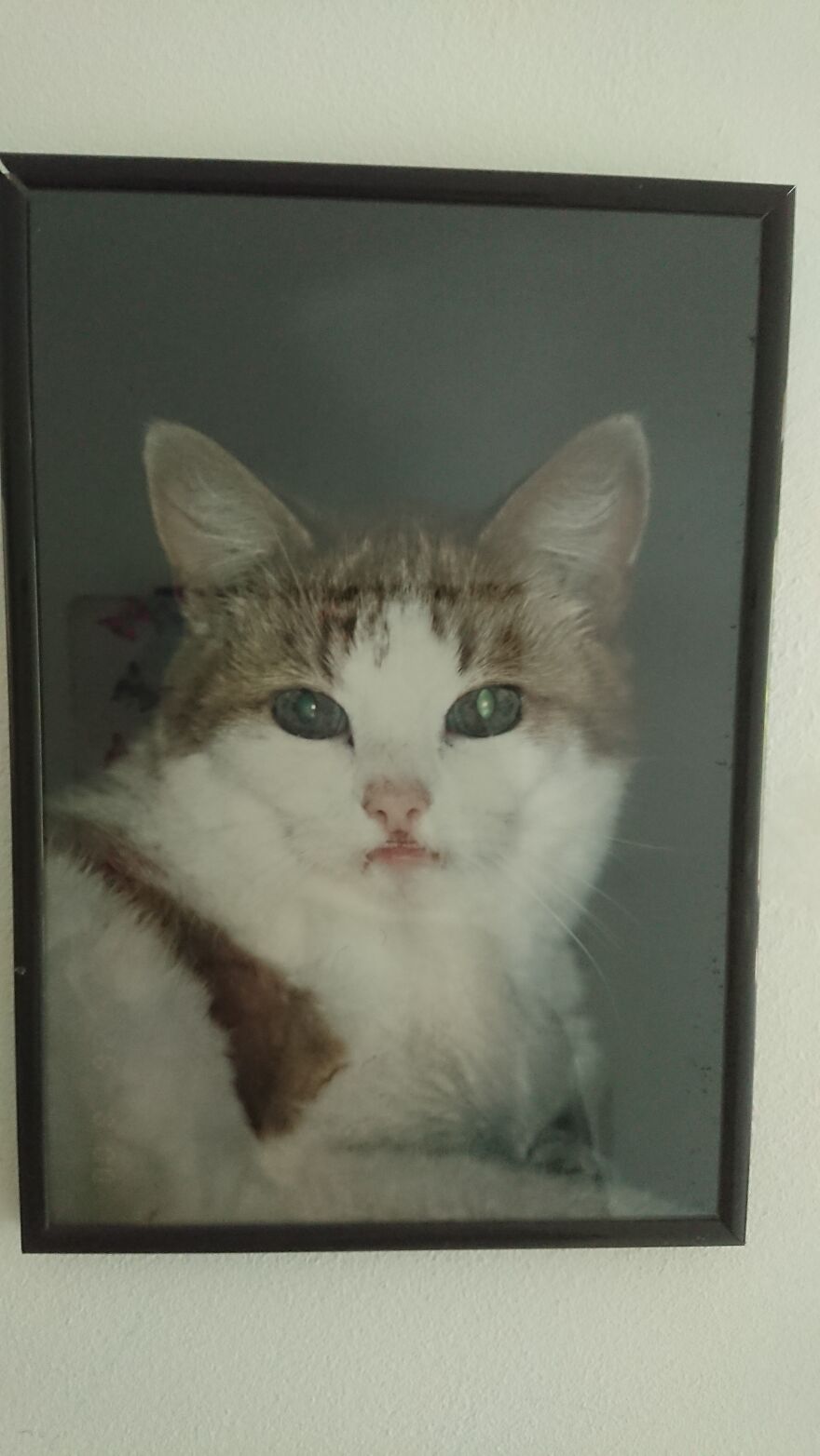 My Unusual Order - Kiwi, The Stray Cat Who Became Special... My Unusual Order - Kiwi, The Stray Cat Who Became Special...