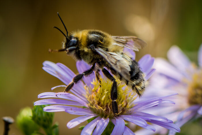 Species Rufocinctus Red Belted Bumble Bee Bombus Rufocinctus