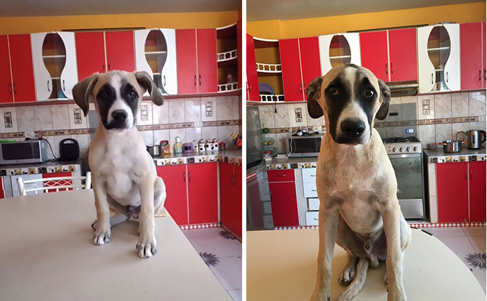 Dog With Separation Anxiety Patiently Waits For His Owner All Day, Often Until Nightfall Dog With Separation Anxiety Patiently Waits For His Owner All Day, Often Until Nightfall