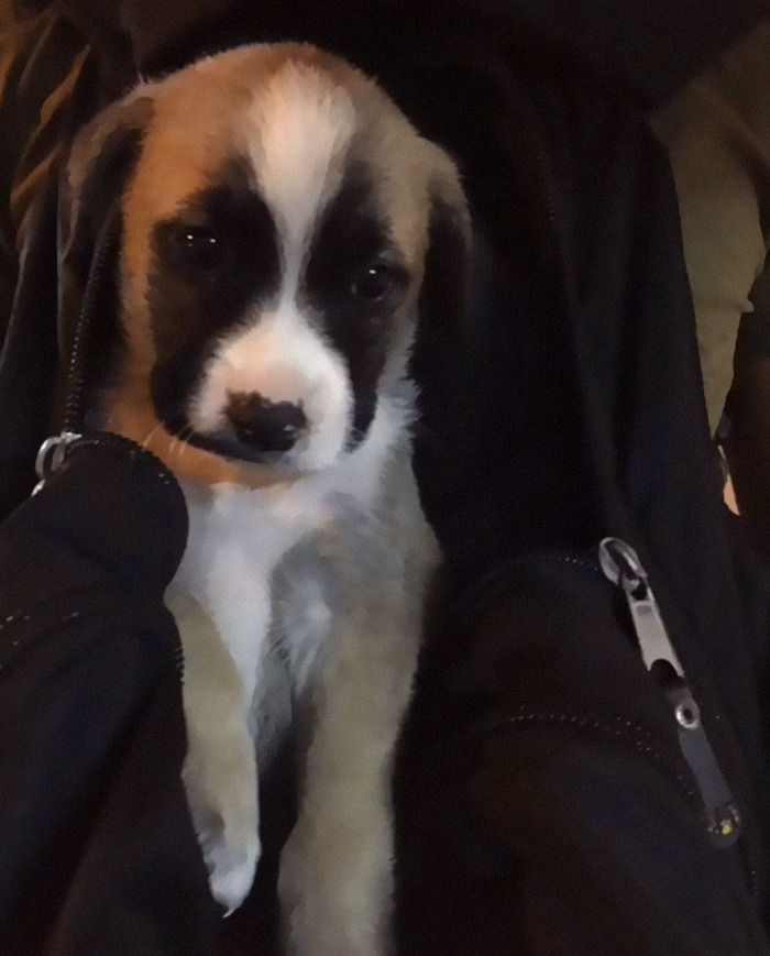 Dog With Separation Anxiety Patiently Waits For His Owner All Day, Often Until Nightfall Dog With Separation Anxiety Patiently Waits For His Owner All Day, Often Until Nightfall