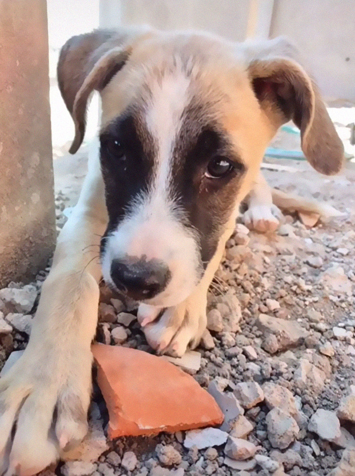 Dog With Separation Anxiety Patiently Waits For His Owner All Day, Often Until Nightfall Dog With Separation Anxiety Patiently Waits For His Owner All Day, Often Until Nightfall