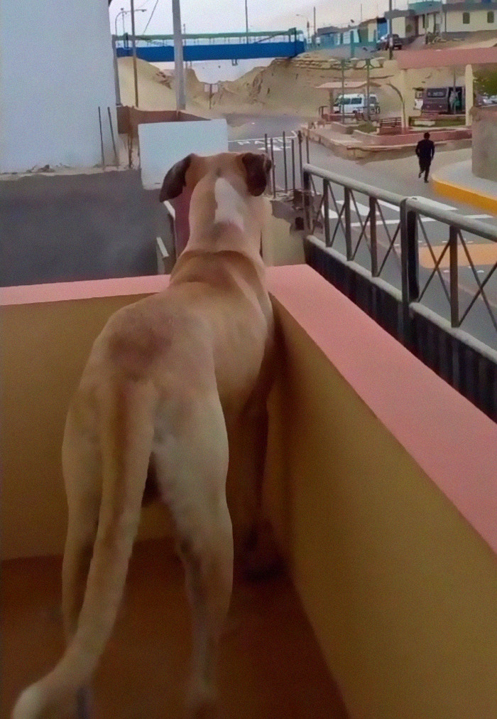 Dog With Separation Anxiety Patiently Waits For His Owner All Day, Often Until Nightfall Dog With Separation Anxiety Patiently Waits For His Owner All Day, Often Until Nightfall