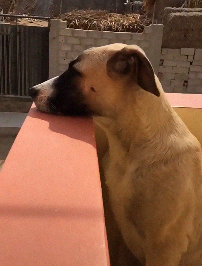 Dog With Separation Anxiety Patiently Waits For His Owner All Day, Often Until Nightfall Dog With Separation Anxiety Patiently Waits For His Owner All Day, Often Until Nightfall