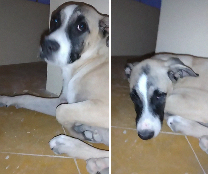 Dog With Separation Anxiety Patiently Waits For His Owner All Day, Often Until Nightfall Dog With Separation Anxiety Patiently Waits For His Owner All Day, Often Until Nightfall