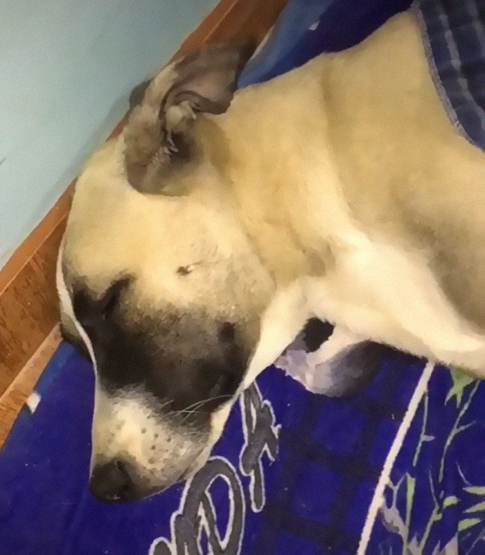 Dog With Separation Anxiety Patiently Waits For His Owner All Day, Often Until Nightfall Dog With Separation Anxiety Patiently Waits For His Owner All Day, Often Until Nightfall