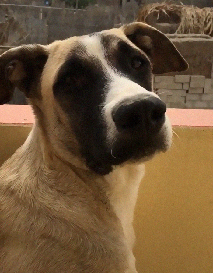 Dog With Separation Anxiety Patiently Waits For His Owner All Day, Often Until Nightfall Dog With Separation Anxiety Patiently Waits For His Owner All Day, Often Until Nightfall