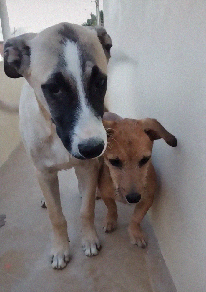 Dog With Separation Anxiety Patiently Waits For His Owner All Day, Often Until Nightfall Dog With Separation Anxiety Patiently Waits For His Owner All Day, Often Until Nightfall