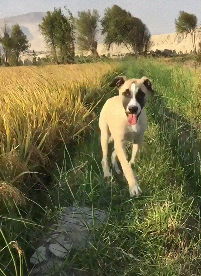 Dog With Separation Anxiety Patiently Waits For His Owner All Day, Often Until Nightfall Dog With Separation Anxiety Patiently Waits For His Owner All Day, Often Until Nightfall