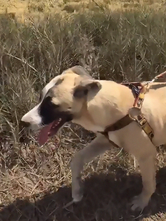 Dog With Separation Anxiety Patiently Waits For His Owner All Day, Often Until Nightfall Dog With Separation Anxiety Patiently Waits For His Owner All Day, Often Until Nightfall