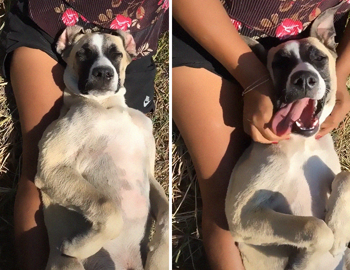 Dog With Separation Anxiety Patiently Waits For His Owner All Day, Often Until Nightfall Dog With Separation Anxiety Patiently Waits For His Owner All Day, Often Until Nightfall