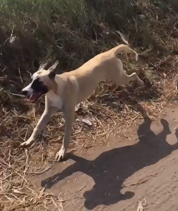Dog With Separation Anxiety Patiently Waits For His Owner All Day, Often Until Nightfall Dog With Separation Anxiety Patiently Waits For His Owner All Day, Often Until Nightfall