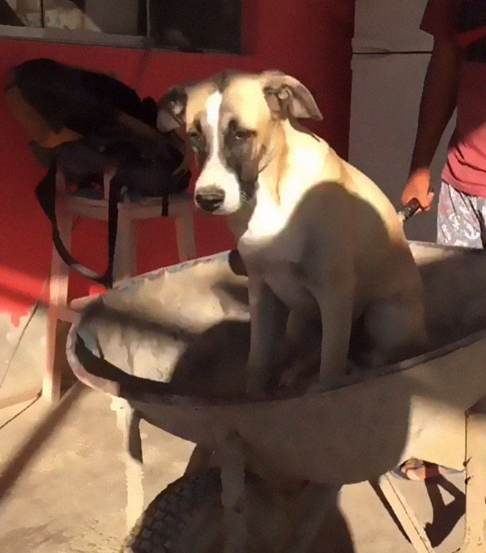 Dog With Separation Anxiety Patiently Waits For His Owner All Day, Often Until Nightfall Dog With Separation Anxiety Patiently Waits For His Owner All Day, Often Until Nightfall
