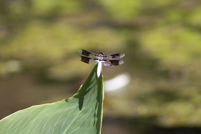 Dragonfly At The Pond.
