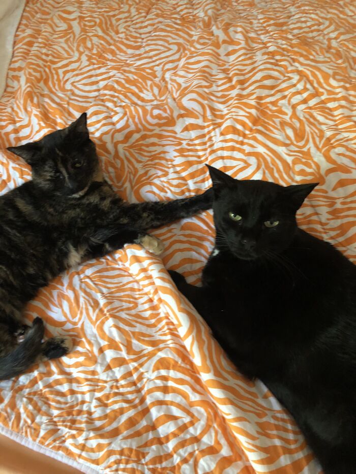 Heyoka Sashee And Poomer Roo, Sister And Brother !