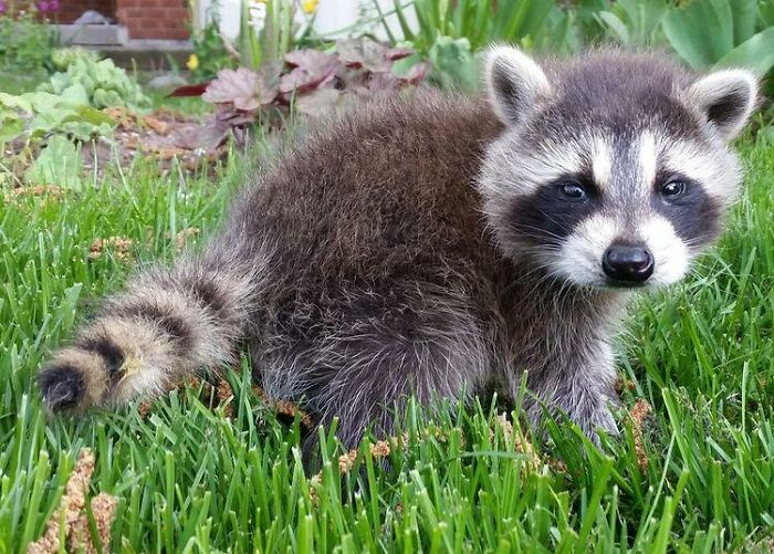 Women Save A Raccoon's Life, He Keeps Coming Back To Them After Three Years Women Save A Raccoon's Life, He Keeps Coming Back To Them After Three Years
