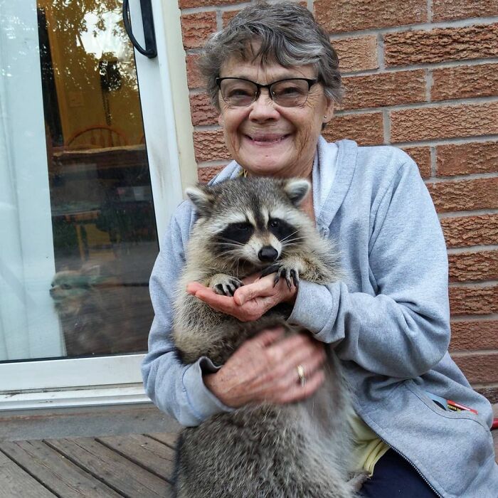 Women Save A Raccoon's Life, He Keeps Coming Back To Them After Three Years Women Save A Raccoon's Life, He Keeps Coming Back To Them After Three Years
