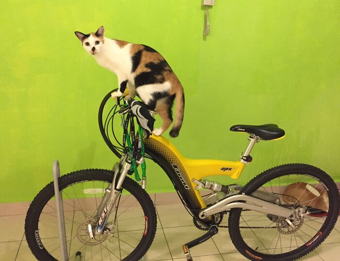 This Is Thelma, The Raddest Flatland Bike Rider Ever