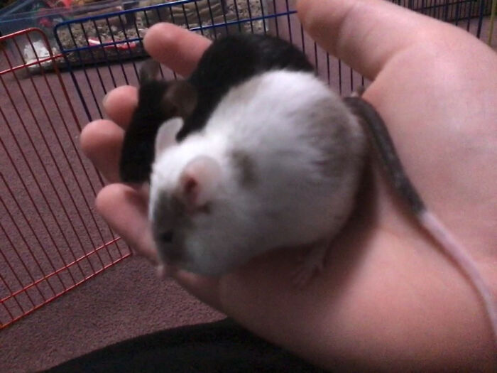 This Is Moonwatcher And Peril. Moonwatcher’s The One In The Back.