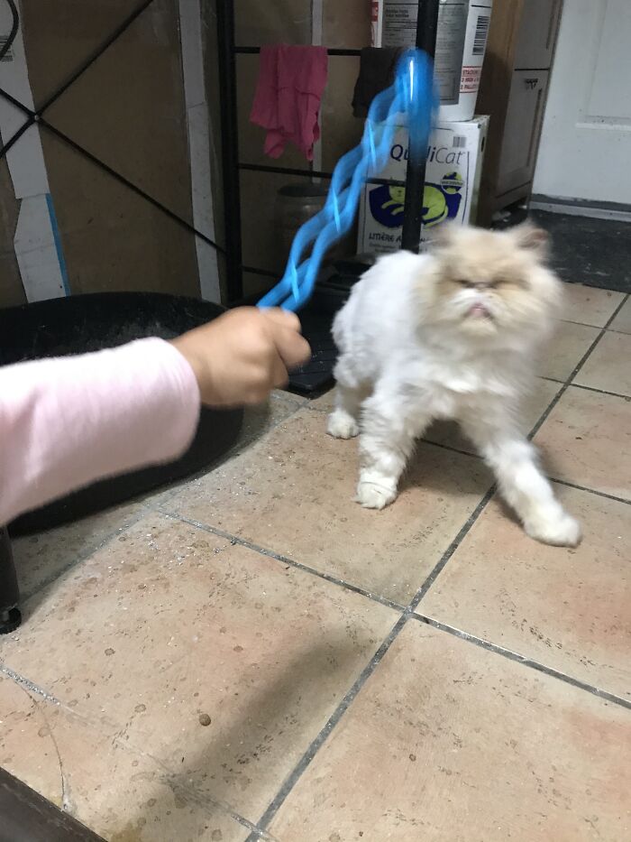 This Ridiculous Photo Of My Cat