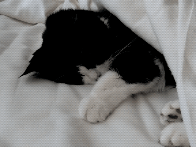 My Sweet Mini At 19 Years, Went To The Rainbow Bridge Later This Day