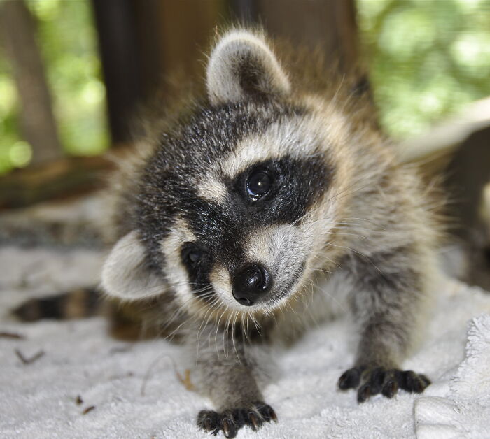 Baby Raccoon