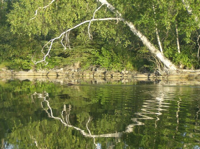 Beaver Racing A Canoe