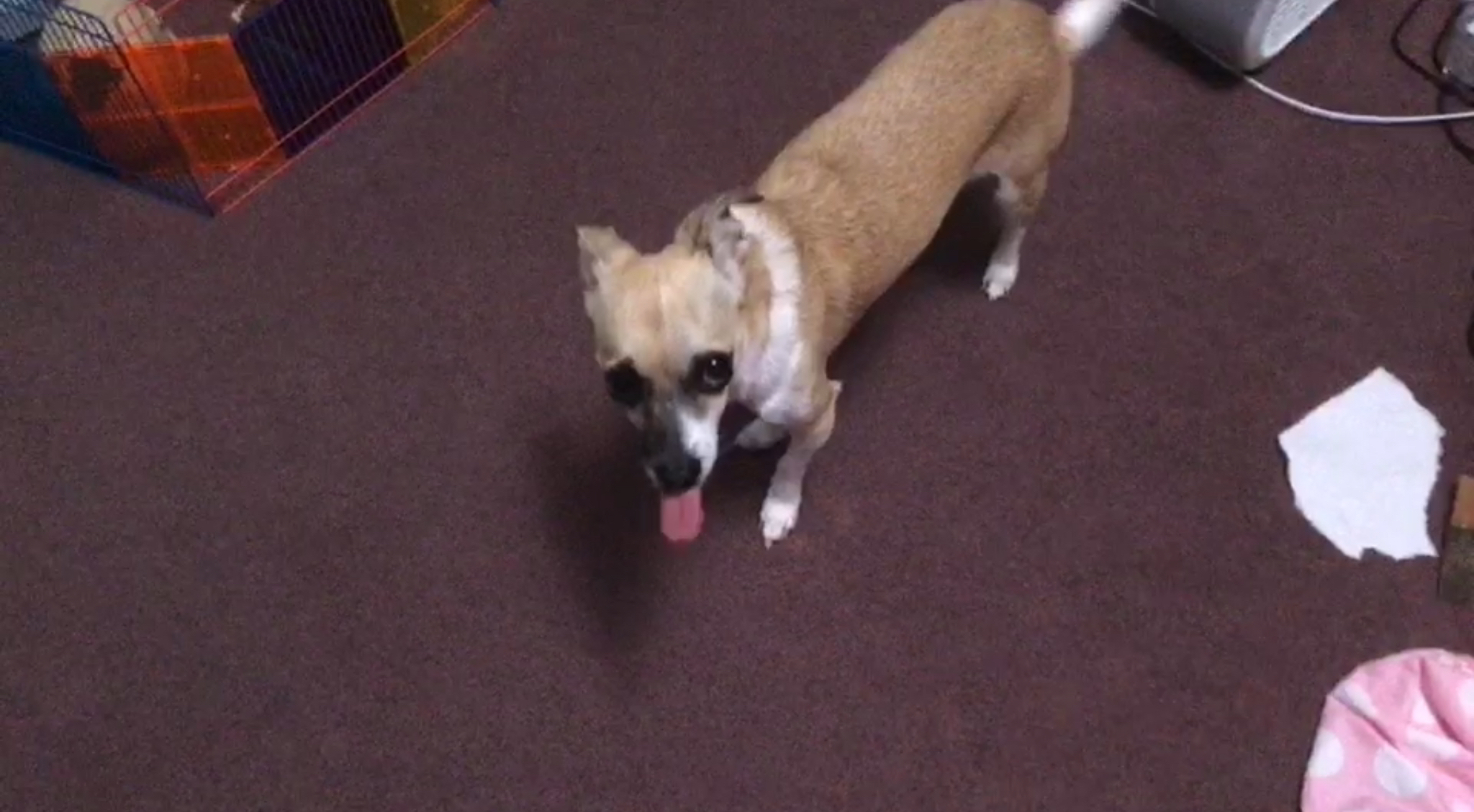 Hey Pandas, Show Us Your Oddest Pet