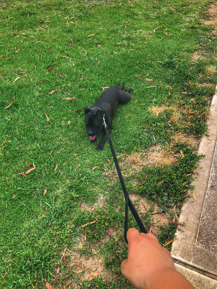 We Were Running And Suddenly He Just Stopped On A Random Lawn