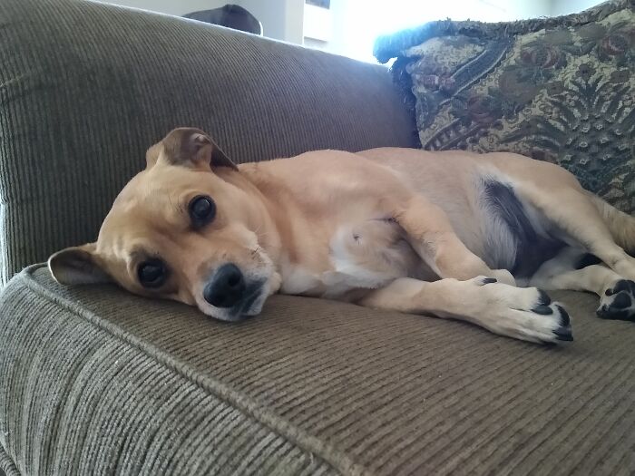 Riley, Mutt, 8 Years Old