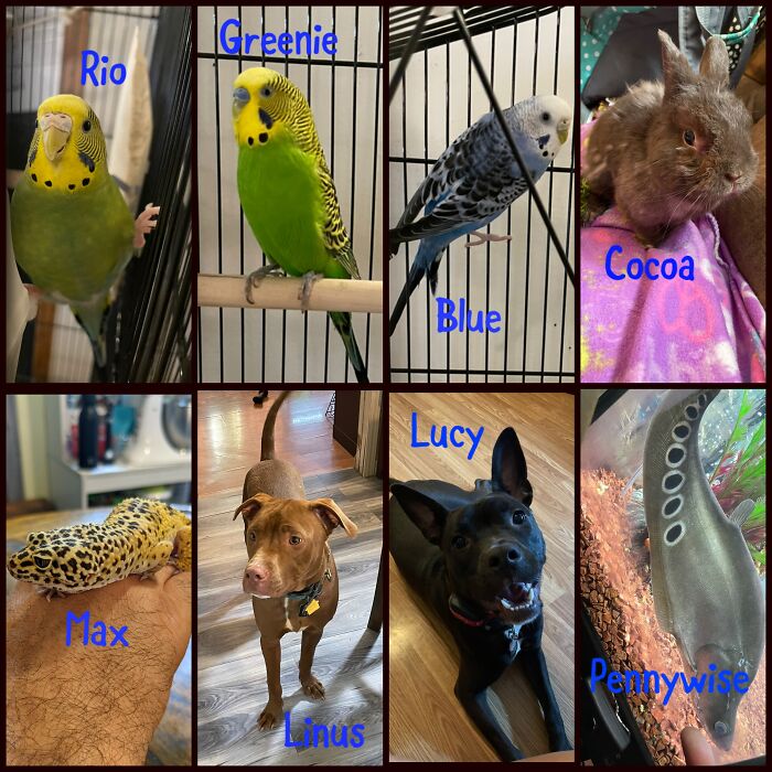 My Zoo: Info In The Comments