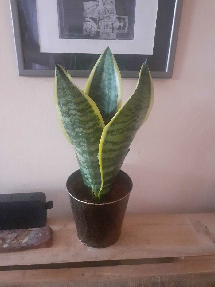 Me Being A Cat Owner, Sansevierias Are My Recent Favorites