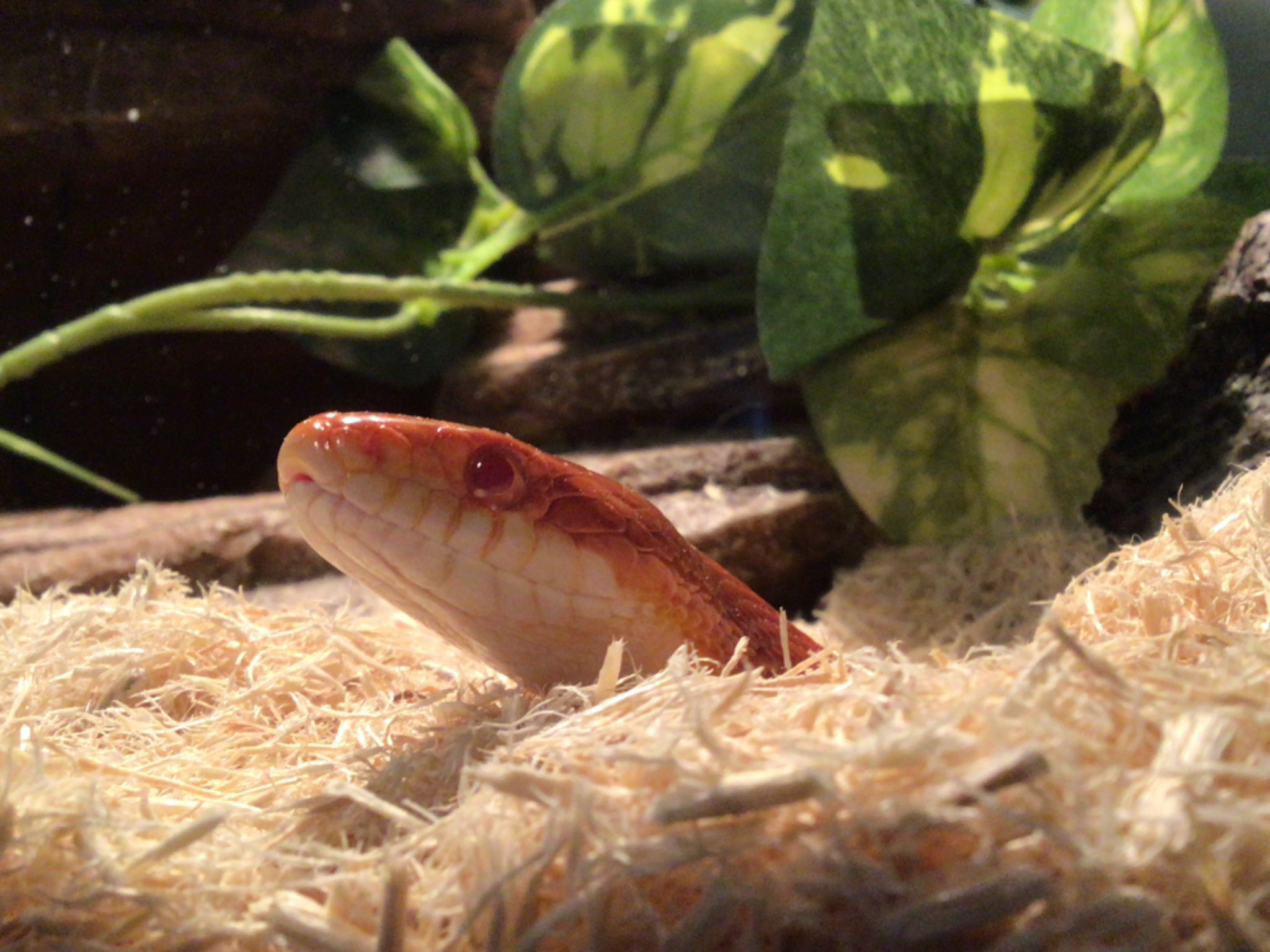 Hey Pandas, Post The Cutest Picture Of Your Snake