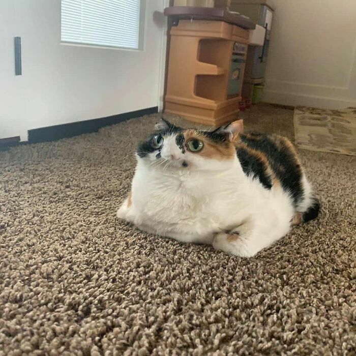 Hey Pandas, Show Us Your Cat (Closed)