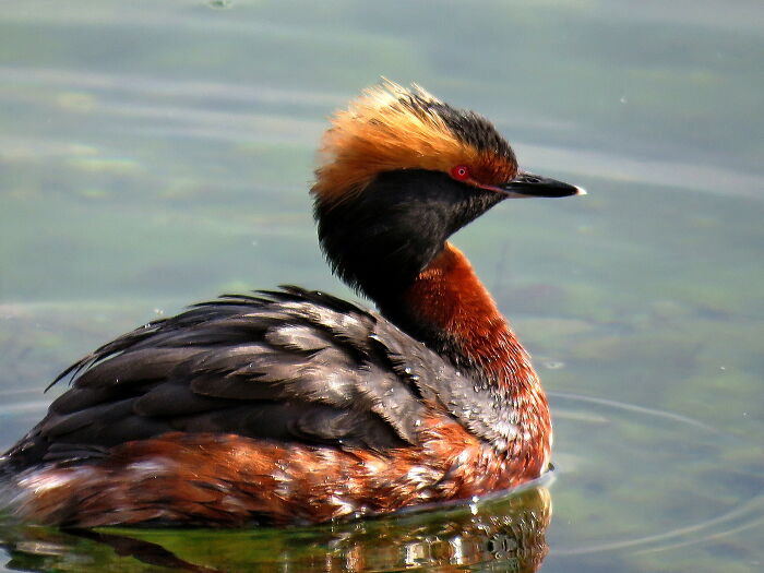 Horned Grebe-Photo Taken On 19.04.2021.on Lake Ada.