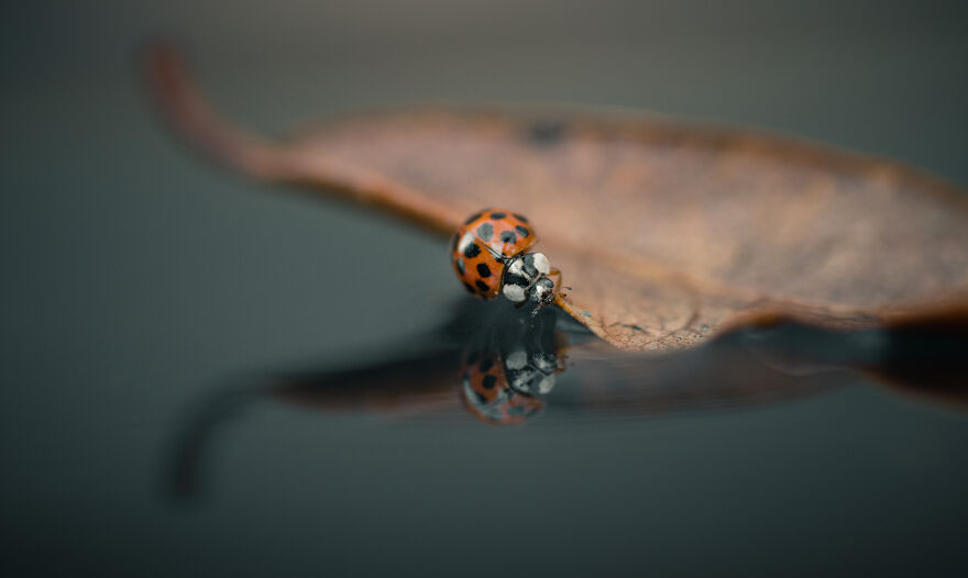 Lady Bug