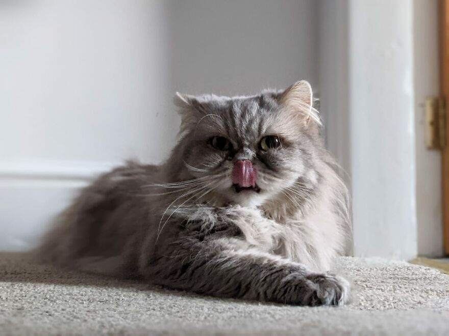 Our Princess, Pandora X