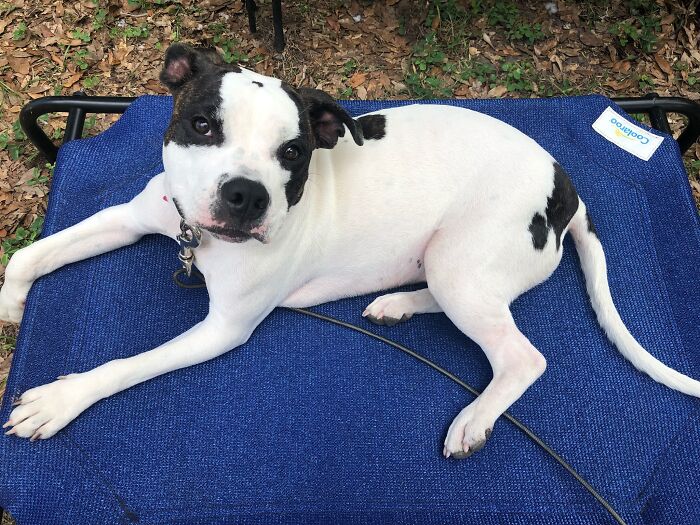 Matilda- Fostering Her For The Past 7 Months- Adoptable Through Leoncountyhumane.org