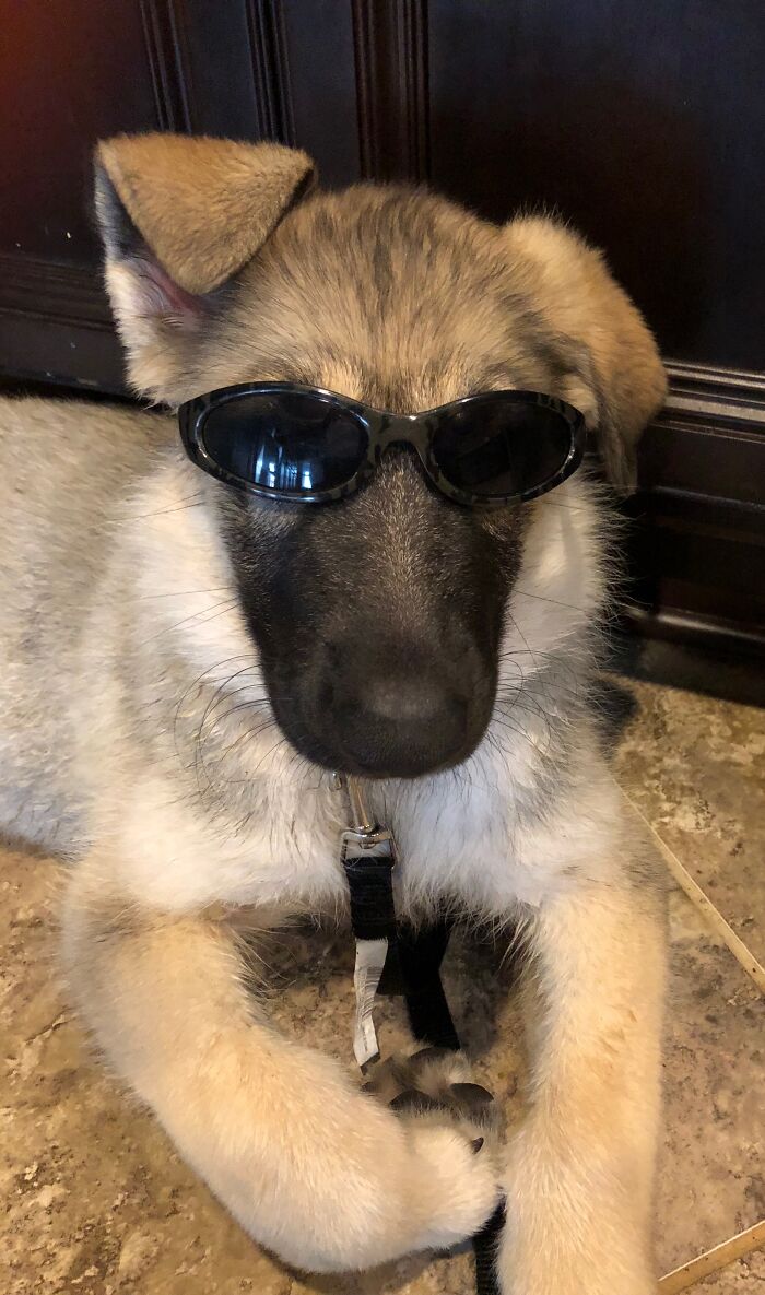 "I'm Too Damn Cool To Yawn"-Saban Von Helsing