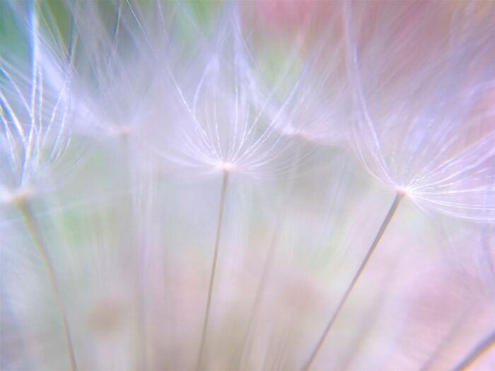 Dandelion Seed Head