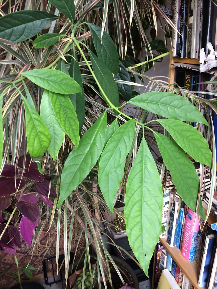Avocado Tree - Sprouted From An Avocado That I Forgot In A Fridge. Now It Is About 4ft Tall And Thriving!