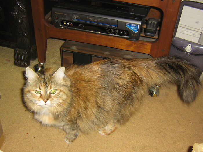 Ragamuffin, An Alley Cat Who Adopted Me Years Ago. Rip, Rags - I'll Always Love You