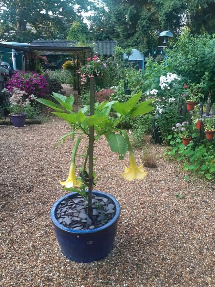 I Try And Grow Angels Trumpet Every Year. This Is My First One To Survive A British Winter And Flowered This Summer.