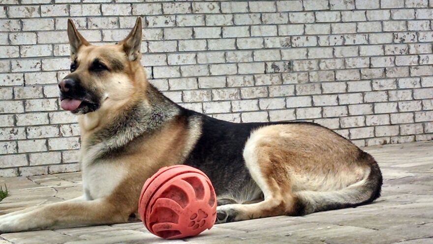 Saxon Von Helsing Is Not Amused.