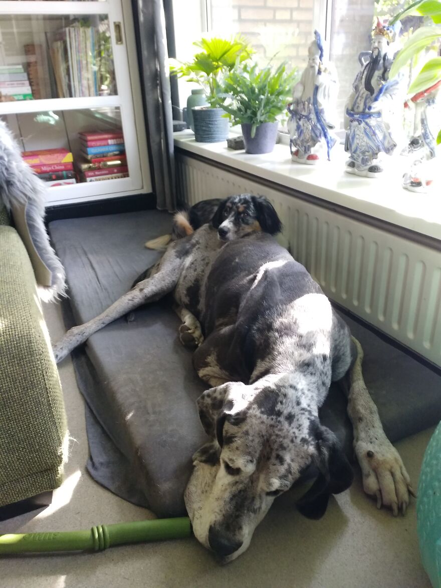 Big Dog Tired After Puppy Playing