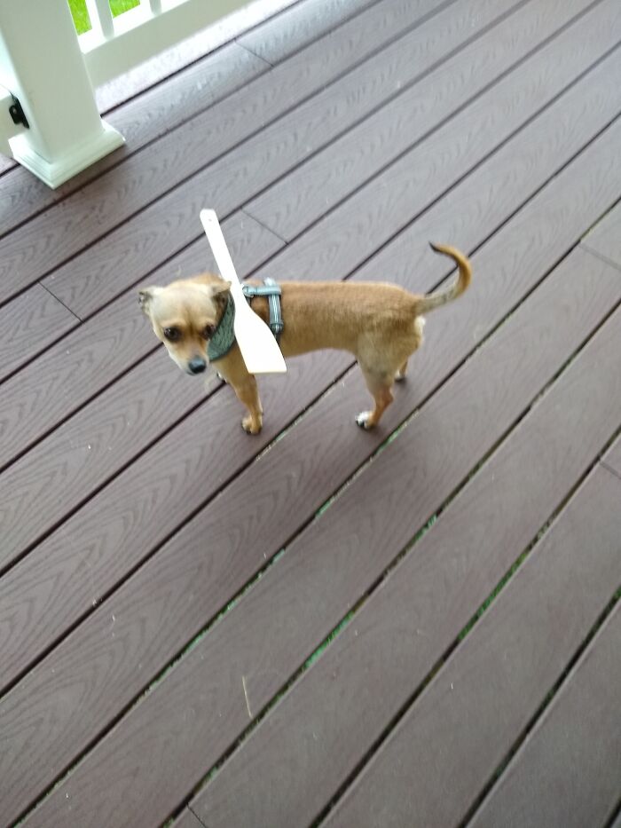 Stuart From New York, The Cheeweenie! Stuart Can Fit Though The Fence Slats, Our Redneck Solution