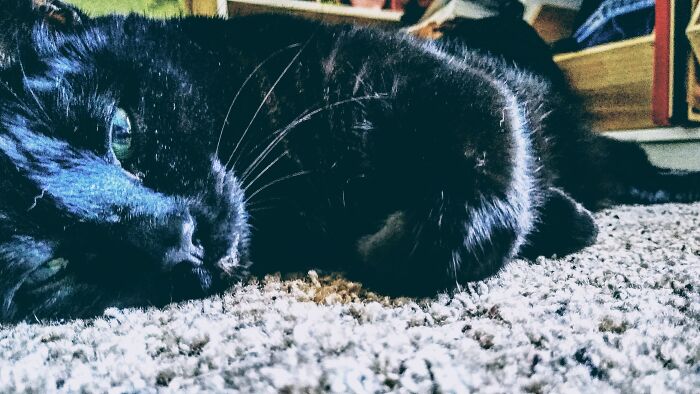 This Is Binx. My Family Got Her As A Small Kitten Only A Few Months Old. She Almost Died The First Night She Stayed With Us And Would Have Died If She Stayed At The Shelter She Was At Because She Was Really Sick.