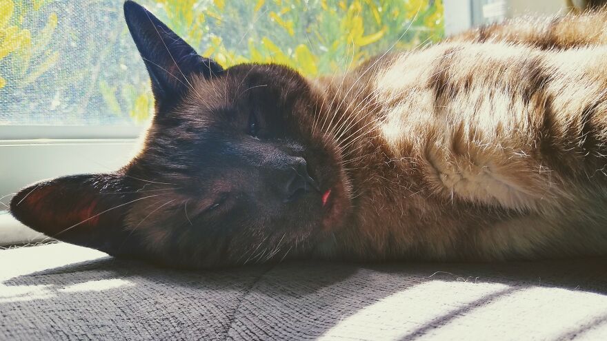 I Present To You: Stubby Tongue Squinty Eyes Upon A Sunny Day. A True Masterpiece