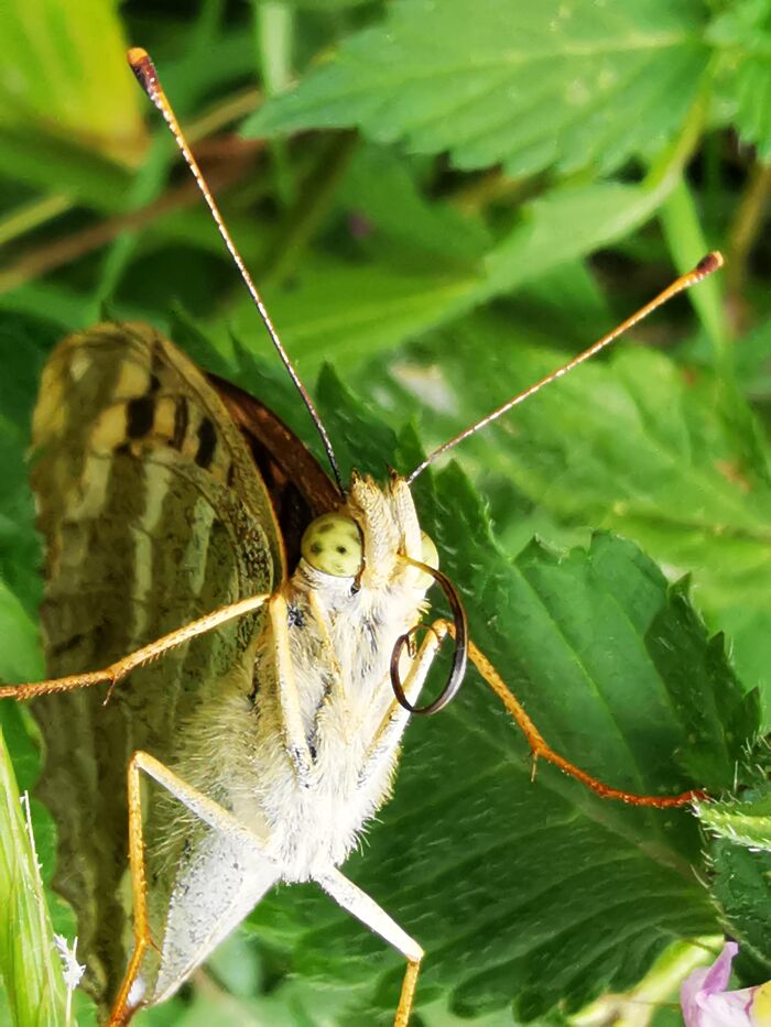 Butterflies Faces Are Kind Of Ugly